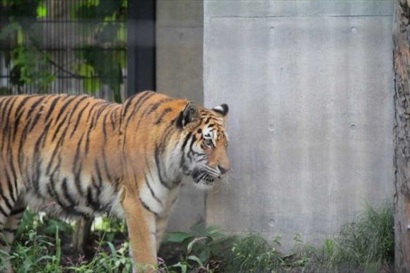 旭山動物園のトラ