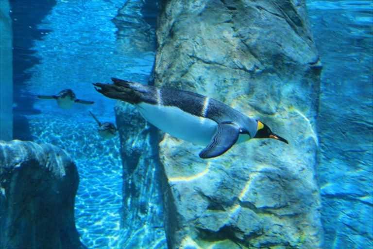 旭山動物園の空飛ぶペンギン