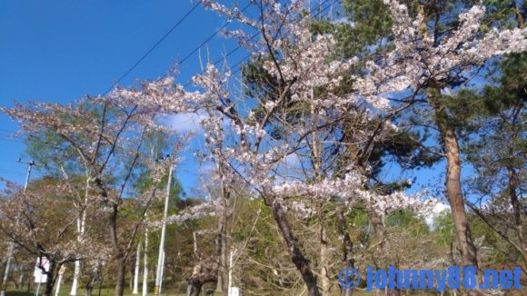 美唄市の東明公園の桜