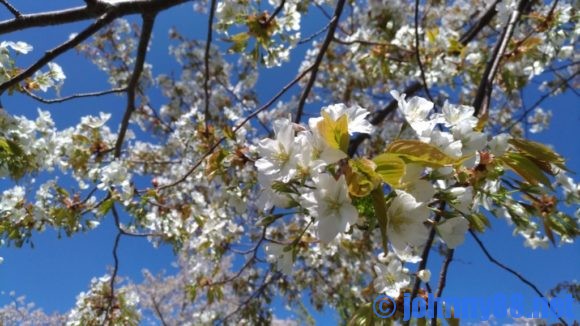 戸田記念墓地公園の桜