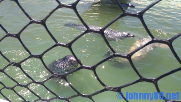 稚内市立ノシャップ寒流水族館のアザラシ