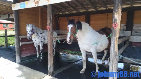 アースドリーム角山農場の引馬体験