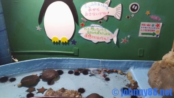 稚内市立ノシャップ寒流水族館のタッチプール