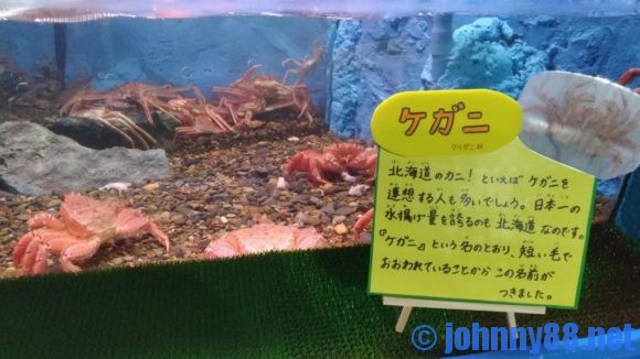 稚内市立ノシャップ寒流水族館