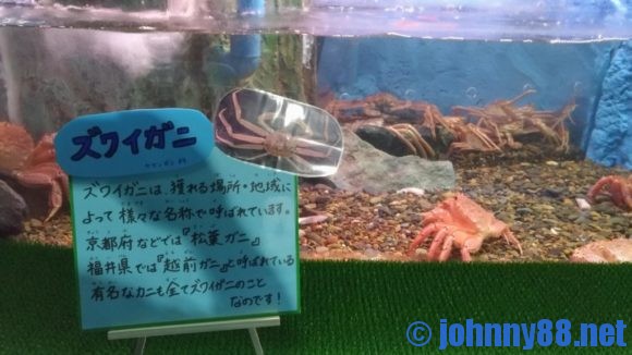 稚内市立ノシャップ寒流水族館