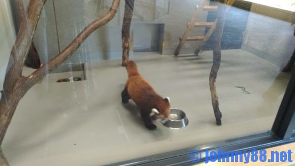 円山動物園のレッサーパンダ