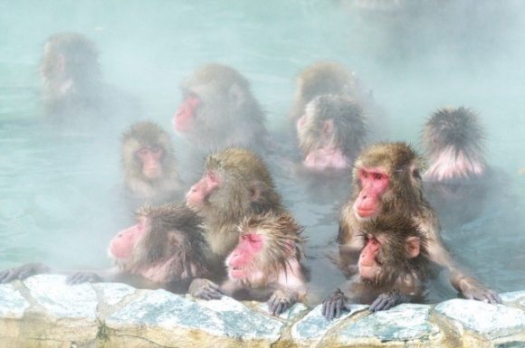 函館熱帯植物園で温泉に入るサル