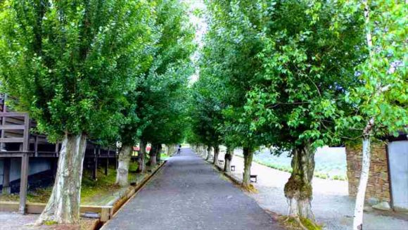 ファーム富田のポプラ並木