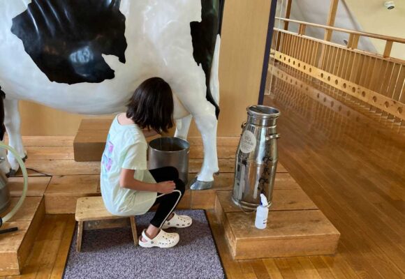 富良野チーズ工房の見どころや楽しみ方（乳搾り体験）