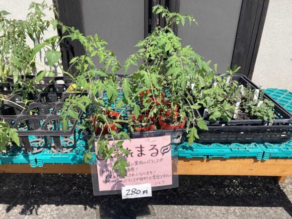 八紘学園おすすめ「農産物直売所」で新鮮野菜をゲット