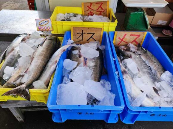 厚田漁港朝市（石狩）で販売されている秋鮭