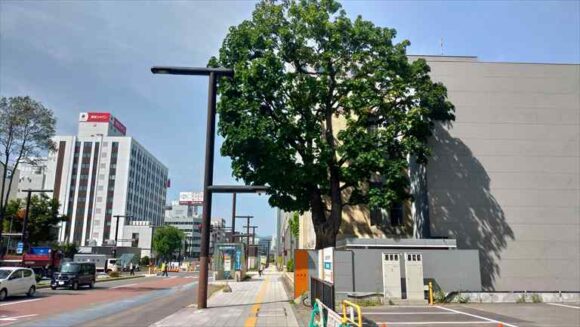 北菓楼札幌本館と楡の木