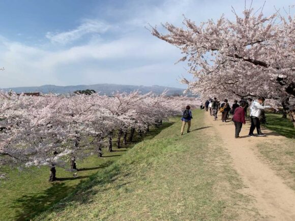 五稜郭公園（タワー）のおすすめ行き方アクセスや営業時間・注意点