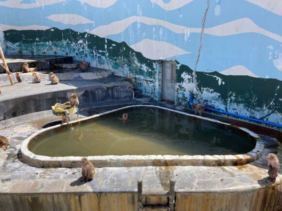 函館市熱帯植物園おすすめ「サル山」や温泉入浴期間＆覚えておくべき注意点
