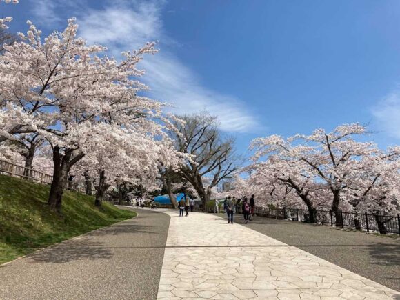 函館公園のおすすめ見どころ