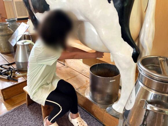 富良野チーズ工房の見どころや楽しみ方（乳搾り体験）